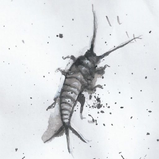 Silberfische treten bei hoher Luftfeuchtigkeit auf oder bei Schimmelbefall. Sie können aber auch schädlich für den Menschen sein.