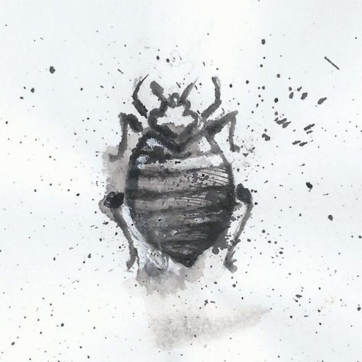 Bettwanzen werden oftmals aus dem Urlaub eingeschleppt.